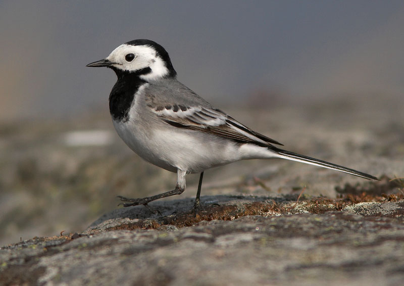 V�st�r�kki Pied Wagtail (Motacilla alba)