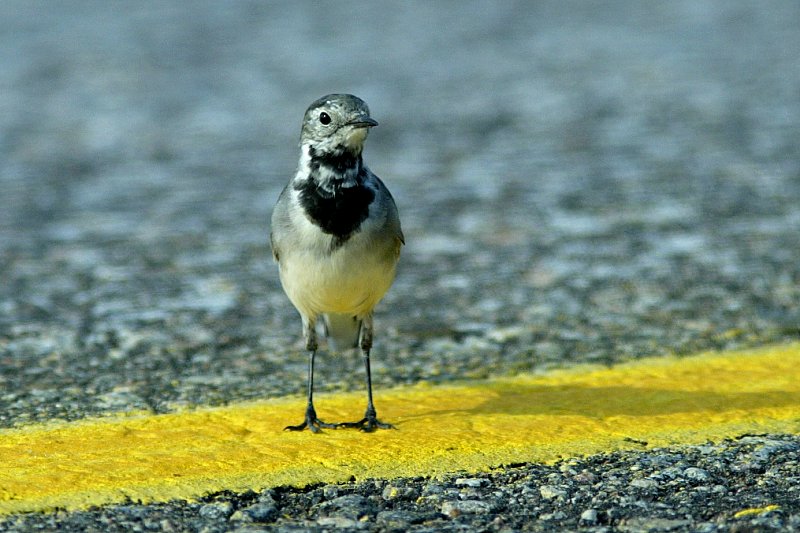 V�st�r�kki Pied Wagtail (Motacilla alba)
