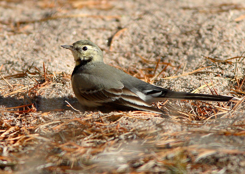 V�st�r�kki Pied Wagtail (Motacilla alba)