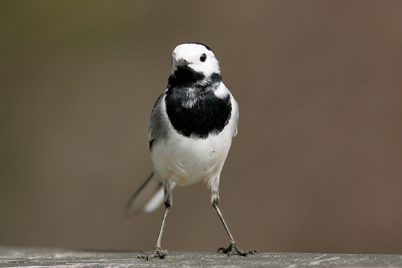 V�st�r�kki Pied Wagtail (Motacilla alba)