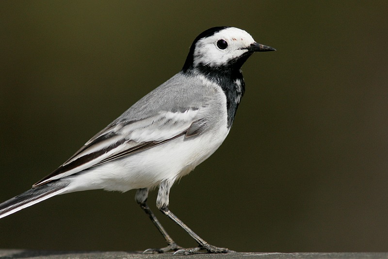 V�st�r�kki Pied Wagtail (Motacilla alba)