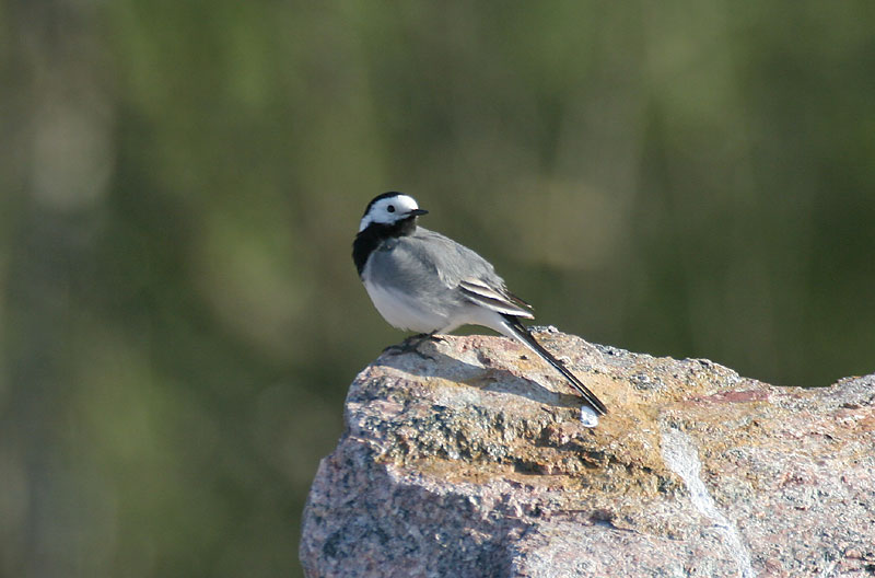 V�st�r�kki Pied Wagtail (Motacilla alba)