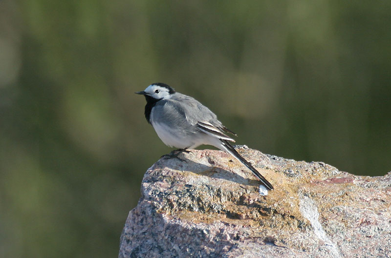 V�st�r�kki Pied Wagtail (Motacilla alba)