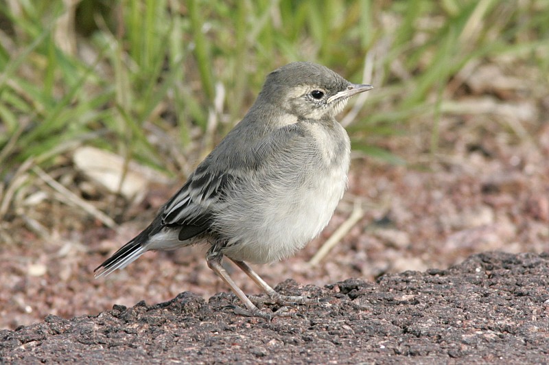 V�st�r�kki Pied Wagtail (Motacilla alba)