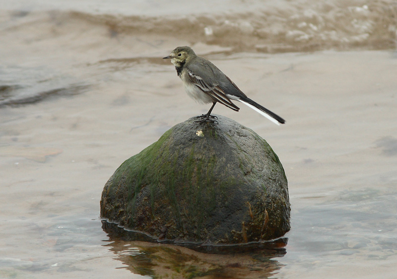 V�st�r�kki Pied Wagtail (Motacilla alba)