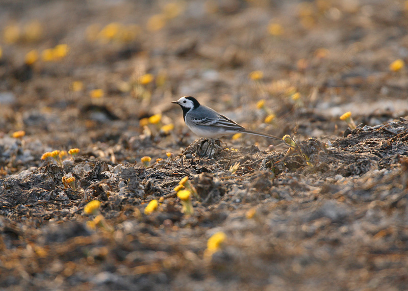 V�st�r�kki Pied Wagtail (Motacilla alba)