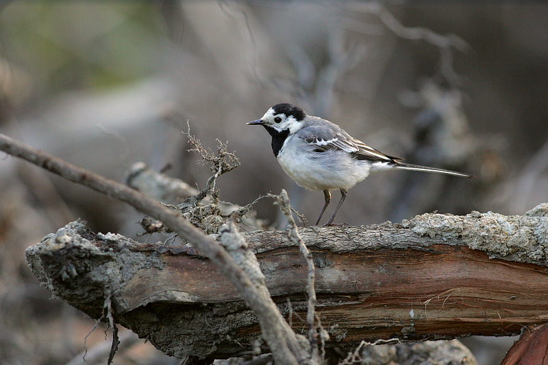 V�st�r�kki Pied Wagtail (Motacilla alba)