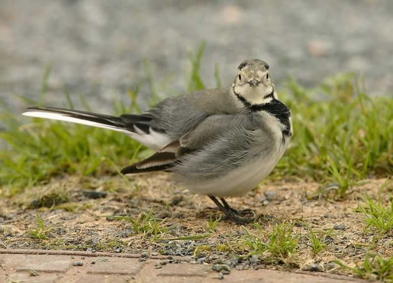 V�st�r�kki Pied Wagtail (Motacilla alba)