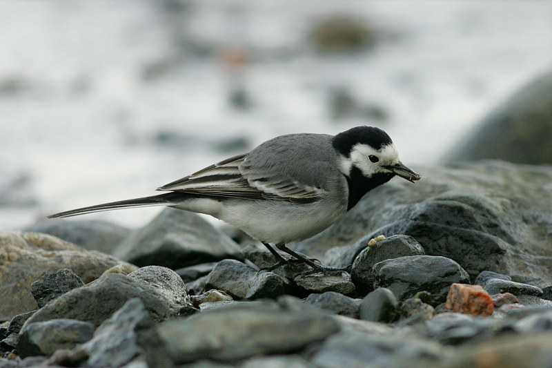 V�st�r�kki Pied Wagtail (Motacilla alba)