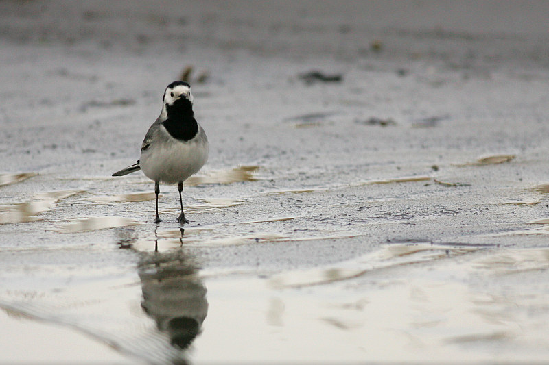 V�st�r�kki Pied Wagtail (Motacilla alba)