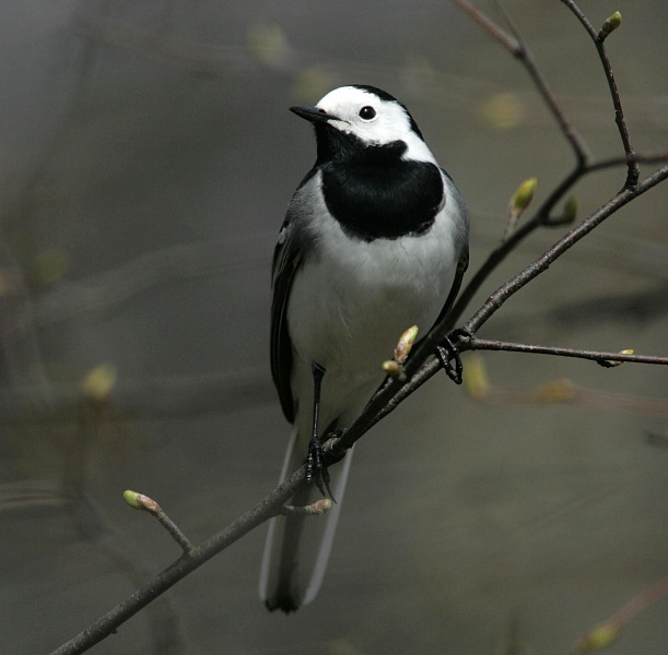 V�st�r�kki Pied Wagtail (Motacilla alba)