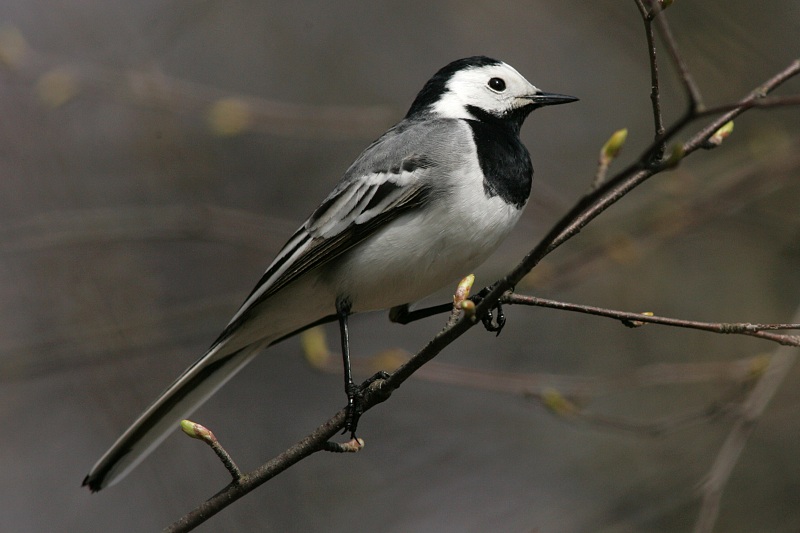 V�st�r�kki Pied Wagtail (Motacilla alba)