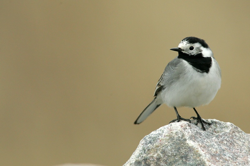 V�st�r�kki Pied Wagtail (Motacilla alba)