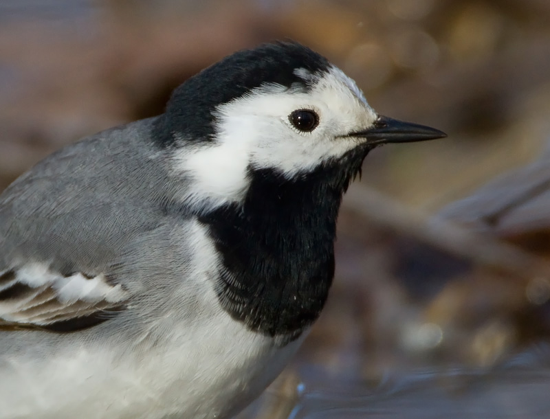 V�st�r�kki Pied Wagtail (Motacilla alba)
