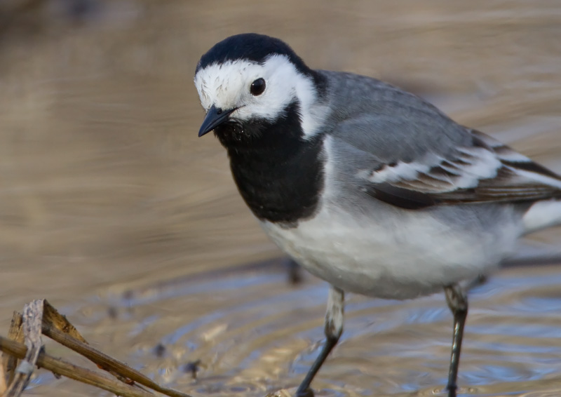V�st�r�kki Pied Wagtail (Motacilla alba)