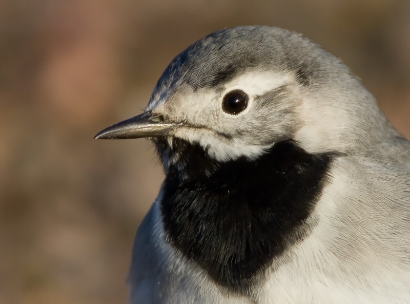 V�st�r�kki Pied Wagtail (Motacilla alba)