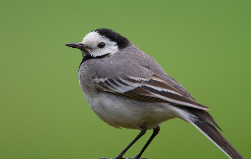 V�st�r�kki Pied Wagtail (Motacilla alba)