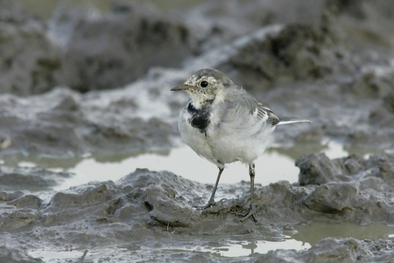 V�st�r�kki Pied Wagtail (Motacilla alba)