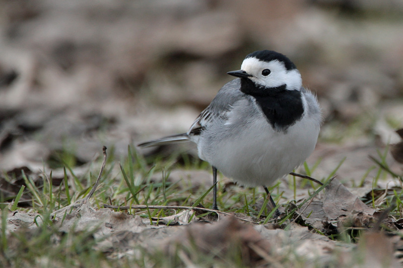 V�st�r�kki Pied Wagtail (Motacilla alba)