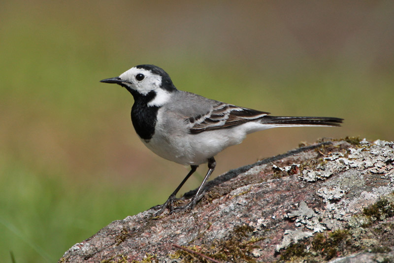 V�st�r�kki Pied Wagtail (Motacilla alba)