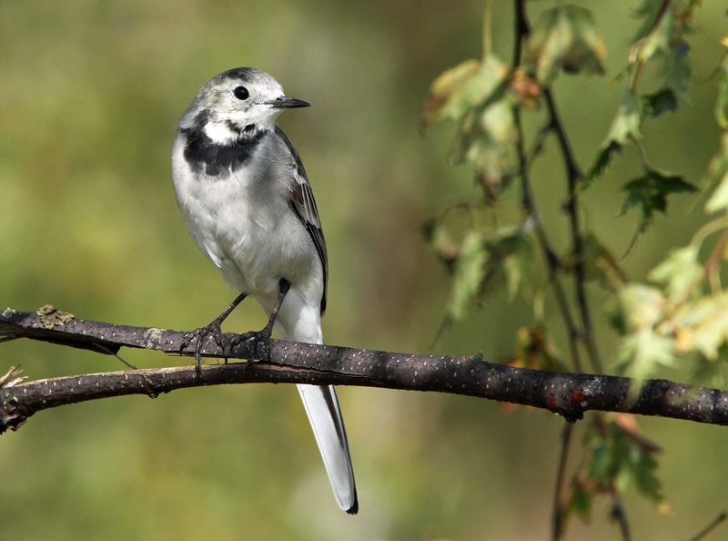 V�st�r�kki Pied Wagtail (Motacilla alba)