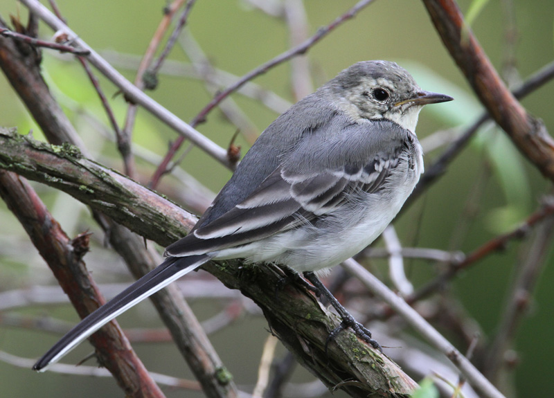 V�st�r�kki Pied Wagtail (Motacilla alba)