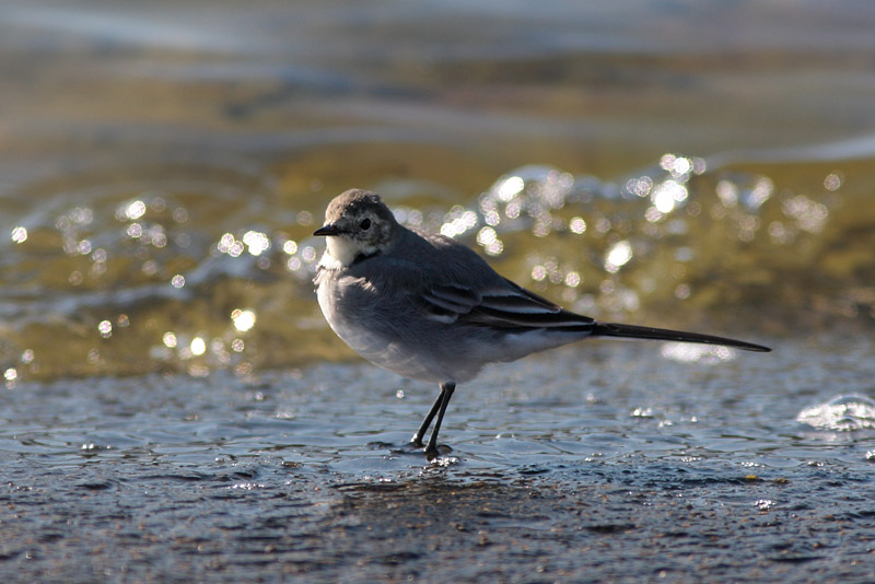 V�st�r�kki Pied Wagtail (Motacilla alba)
