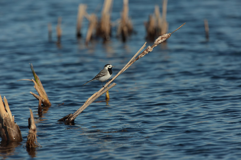 V�st�r�kki Pied Wagtail (Motacilla alba)