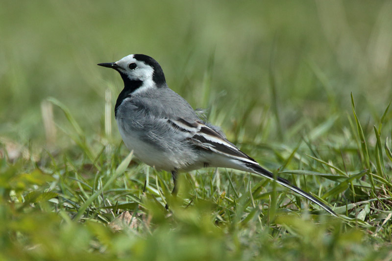 V�st�r�kki Pied Wagtail (Motacilla alba)