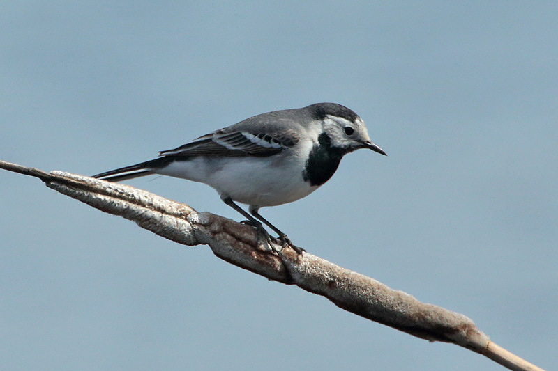V�st�r�kki Pied Wagtail (Motacilla alba)