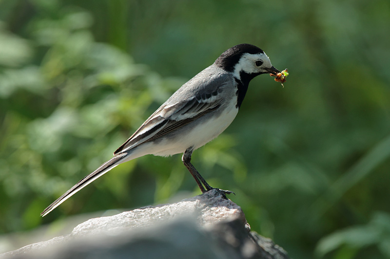 V�st�r�kki Pied Wagtail (Motacilla alba)