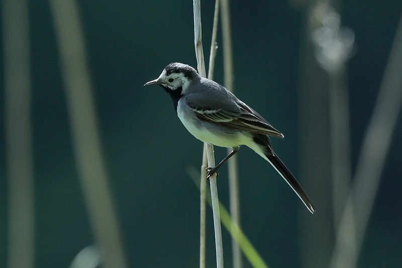 V�st�r�kki Pied Wagtail (Motacilla alba)