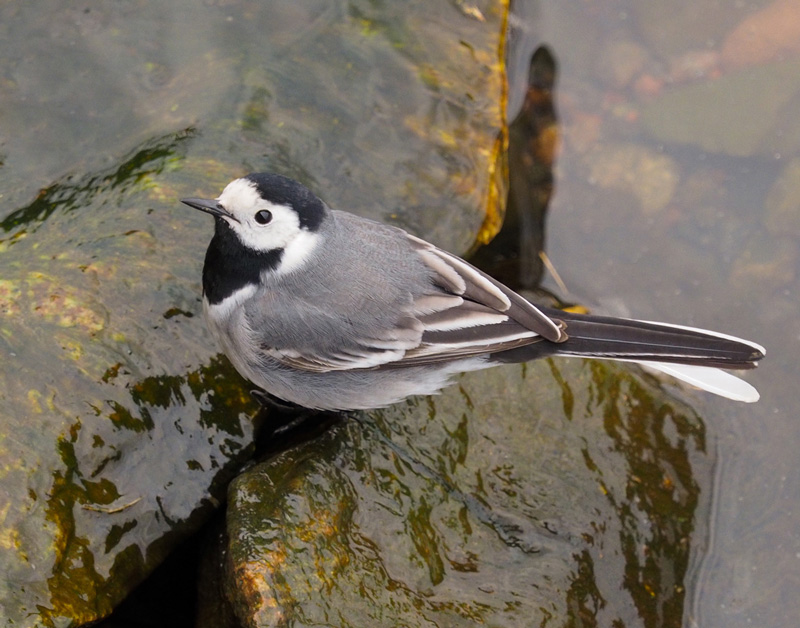 V�st�r�kki Pied Wagtail (Motacilla alba)