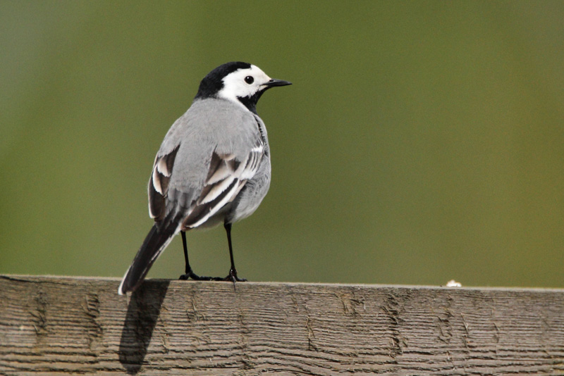 V�st�r�kki Pied Wagtail (Motacilla alba)