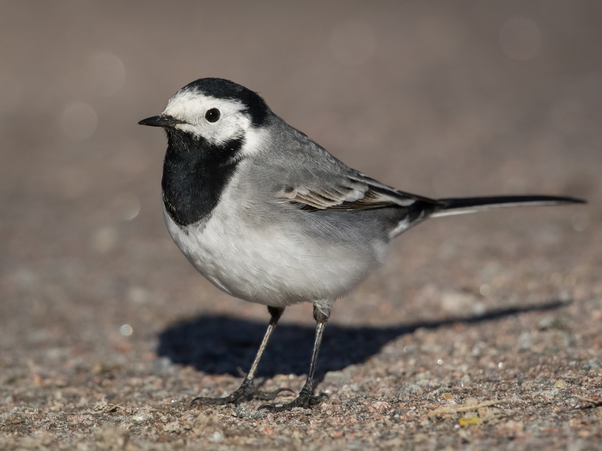 V�st�r�kki Pied Wagtail (Motacilla alba)