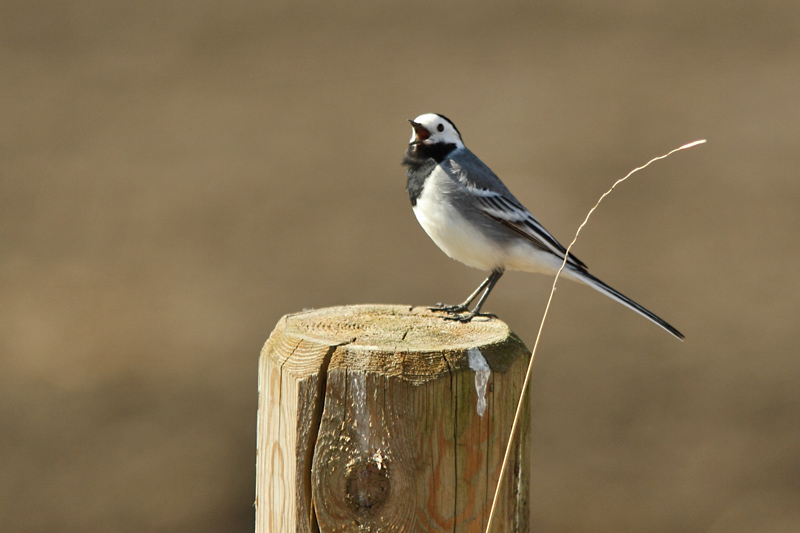V�st�r�kki Pied Wagtail (Motacilla alba)