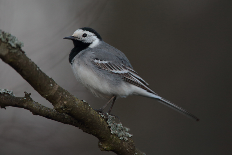V�st�r�kki Pied Wagtail (Motacilla alba)