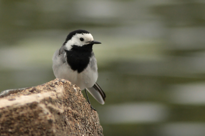 V�st�r�kki Pied Wagtail (Motacilla alba)