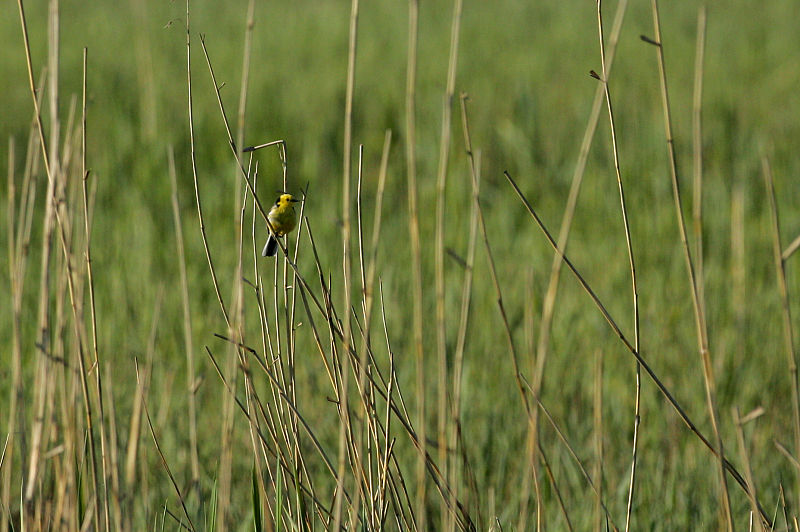 Sitruunav�st�r�kki Citrine Wagtail (Motacilla citreola)