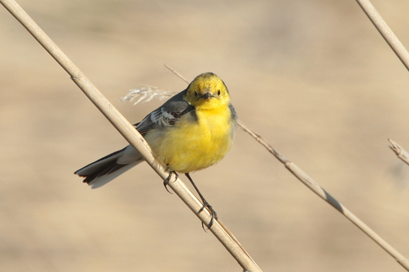 Sitruunav�st�r�kki Citrine Wagtail (Motacilla citreola)