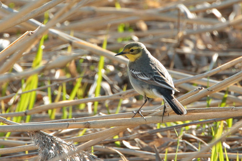 Sitruunav�st�r�kki Citrine Wagtail (Motacilla citreola)