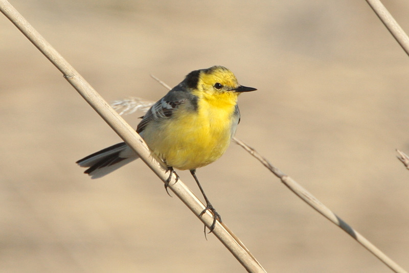 Sitruunav�st�r�kki Citrine Wagtail (Motacilla citreola)