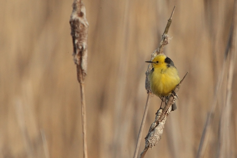 Sitruunav�st�r�kki Citrine Wagtail (Motacilla citreola)
