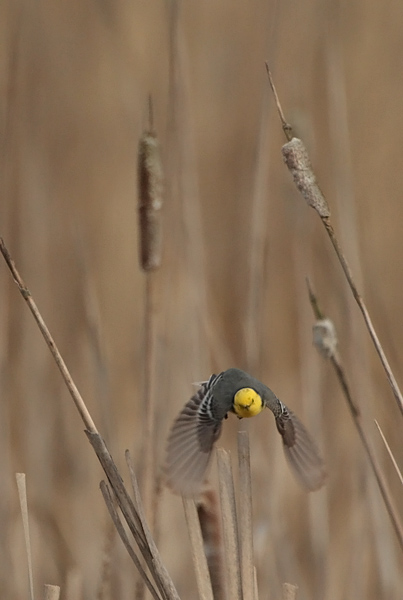 Sitruunav�st�r�kki Citrine Wagtail (Motacilla citreola)