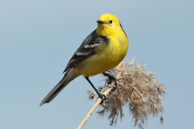 Sitruunav�st�r�kki Citrine Wagtail (Motacilla citreola)