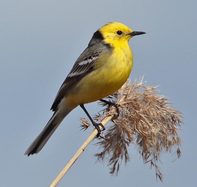Sitruunav�st�r�kki Citrine Wagtail (Motacilla citreola)
