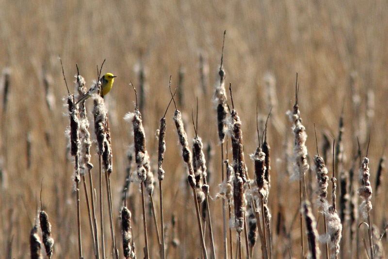 Sitruunav�st�r�kki Citrine Wagtail (Motacilla citreola)