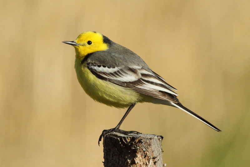 Sitruunav�st�r�kki Citrine Wagtail (Motacilla citreola)