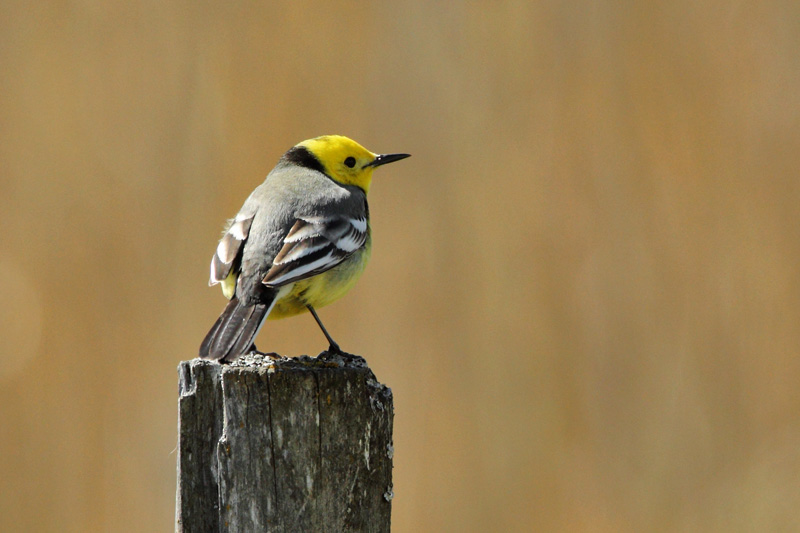 Sitruunav�st�r�kki Citrine Wagtail (Motacilla citreola)