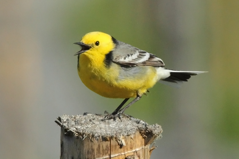 Sitruunav�st�r�kki Citrine Wagtail (Motacilla citreola)